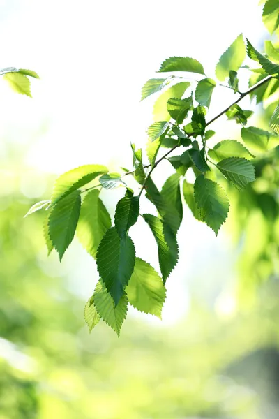 Beautiful spring leaves on tree, outdoors — Stock Photo, Image