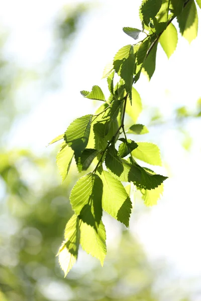Lindas folhas de primavera na árvore, ao ar livre — Fotografia de Stock
