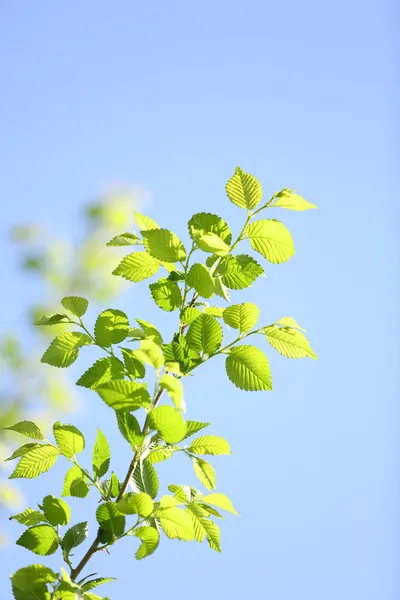 Vacker vår blad på träd, utomhus — Stockfoto