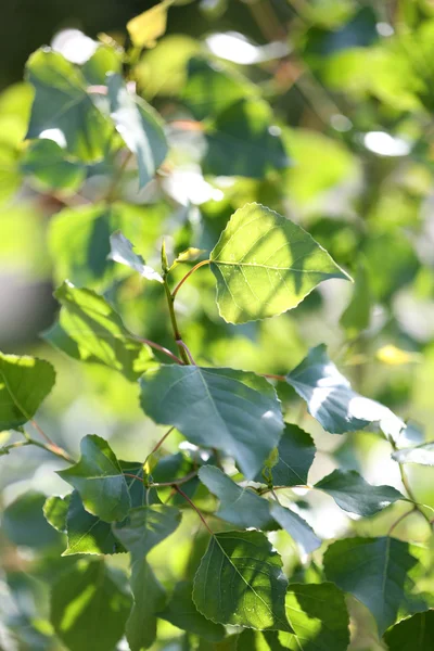 Vacker vår blad på träd, utomhus — Stockfoto