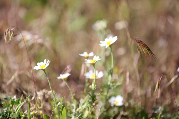 Vackra vilda blommor, utomhus — Stockfoto