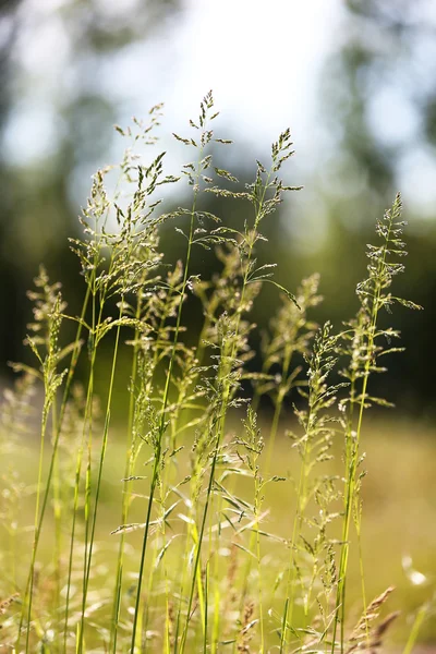 Hermosa hierba verde, al aire libre —  Fotos de Stock