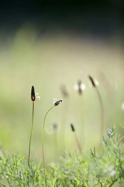 Bella erba verde, all'aperto — Foto Stock