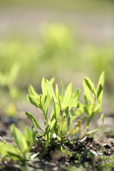Красива зелена трава, на відкритому повітрі — стокове фото