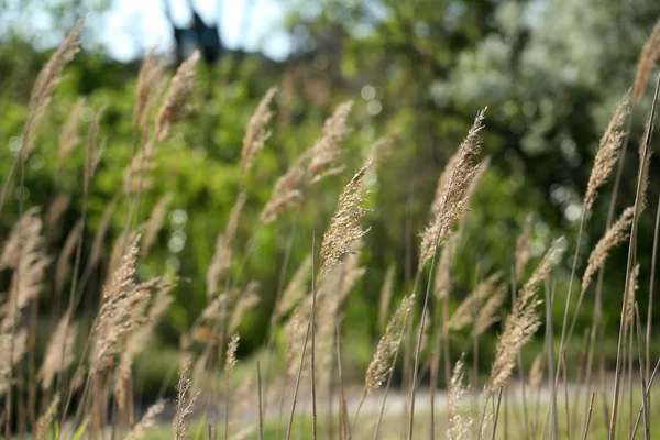 Beautiful grass, outdoors — Stock Photo, Image