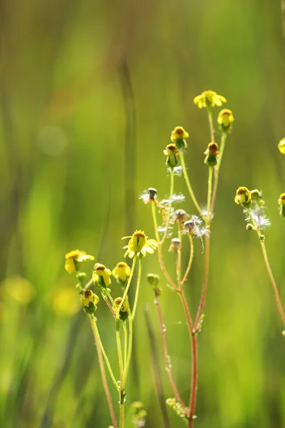 Prachtige wilde bloemen, buitenshuis — Stockfoto