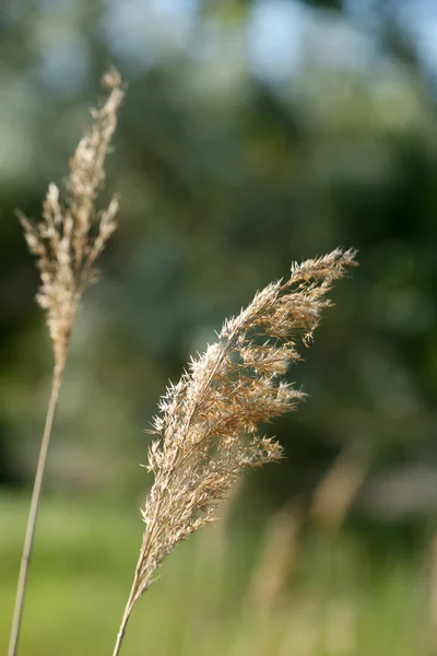 Belle herbe, à l'extérieur — Photo