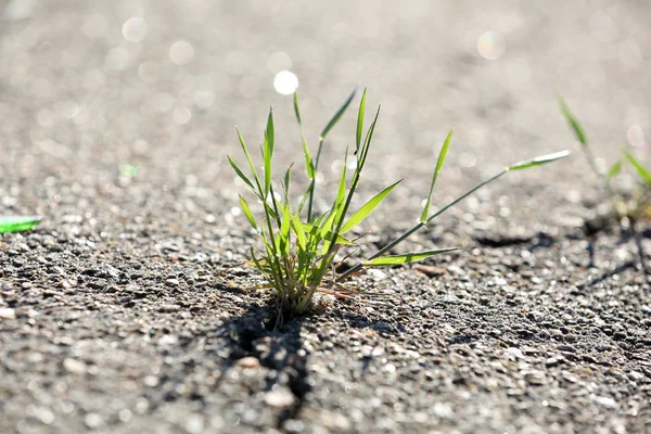 Prachtige groene gras, buitenshuis — Stockfoto