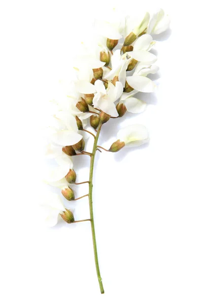 Acacia flowers isolated on white — Stock Photo, Image