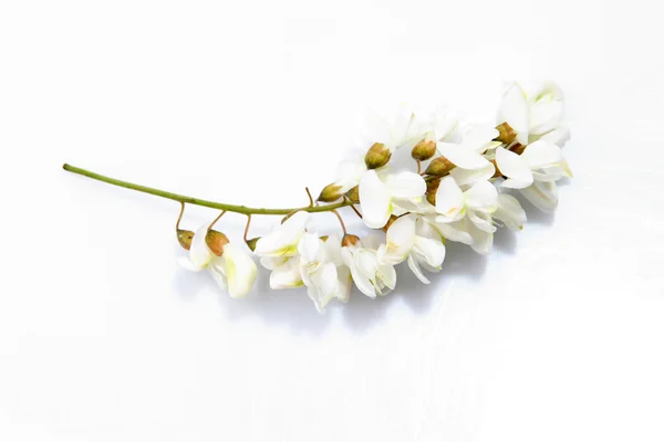 Kwiaty akacji na białym tle — Zdjęcie stockowe
