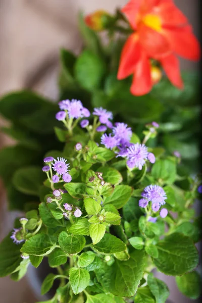 Schöne Blumen, Nahaufnahme — Stockfoto