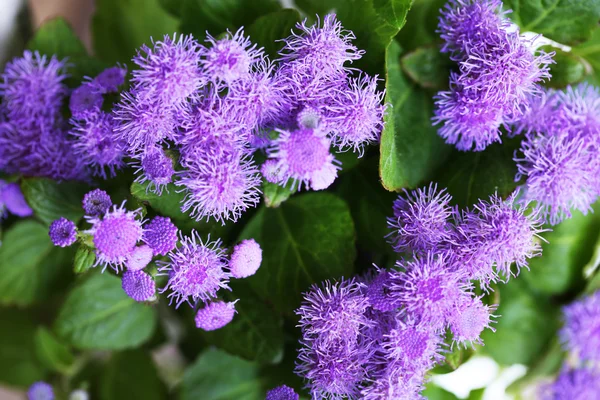 Schöne Blumen, Nahaufnahme — Stockfoto