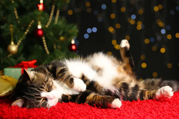 Sevimli kedi Noel dekorasyonu ile halı üzerinde yalan — Stok fotoğraf