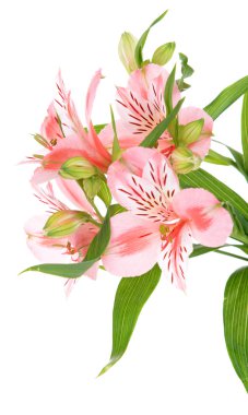 alstroemeria çiçekler üzerinde beyaz izole