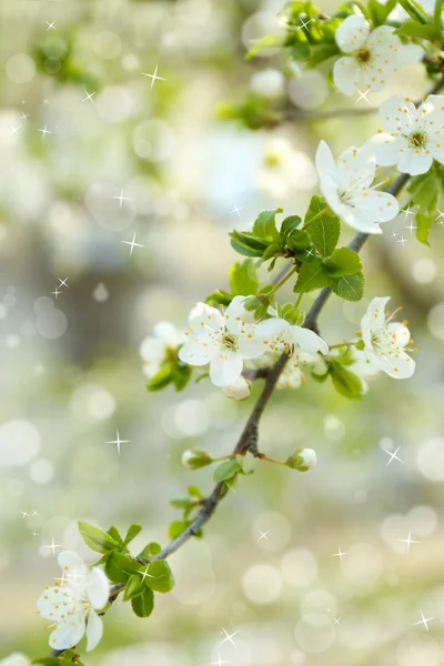 Bello fiore di frutta all'aperto — Foto Stock