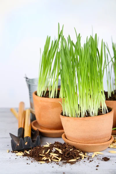 Green grass in flowerpots and gardening tools, on wooden table — Stock Photo, Image