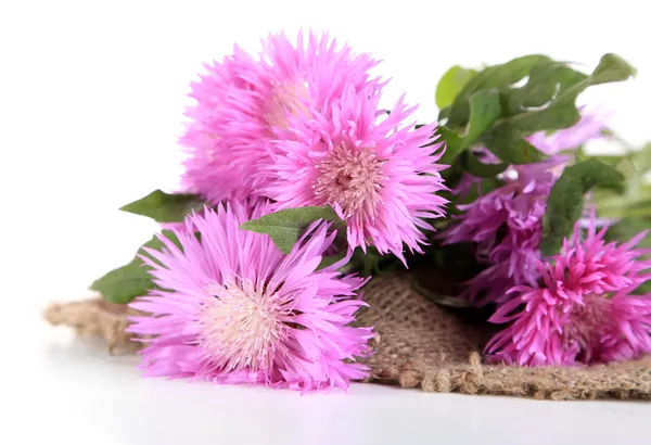 Cornflowers en saco aislado en blanco —  Fotos de Stock