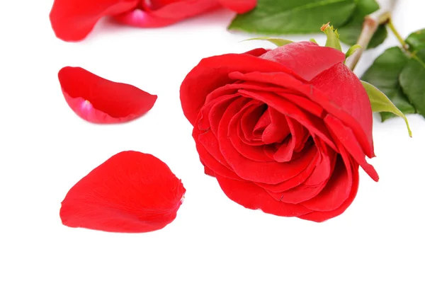 Beaux pétales de roses rouges isolés sur blanc — Photo