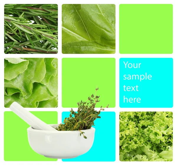 Collage of healthy herbs — Stock Photo, Image