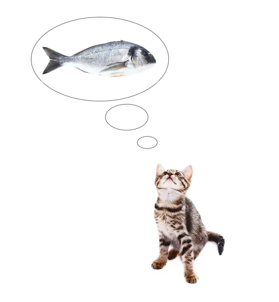 Balık, beyaz izole küçük kedi hayal — Stok fotoğraf