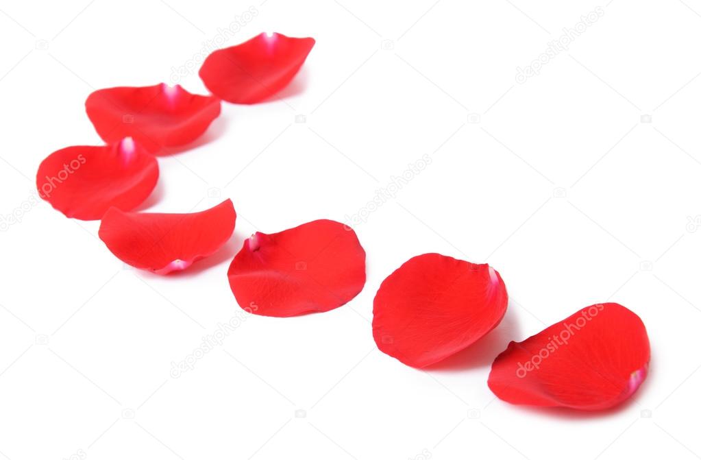 Beautiful petals of red roses isolated on white