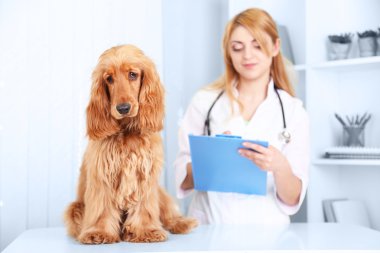 Güzel bayan veteriner klinikte köpeğini muayene ediyor.