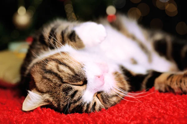 Niedliche Katze liegt auf Teppich mit Weihnachtsdekor — Stockfoto