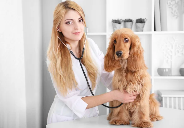 क्लिनिकमध्ये सुंदर तरुण महिला पशुवैद्यकीय तपासणी कुत्रा — स्टॉक फोटो, इमेज