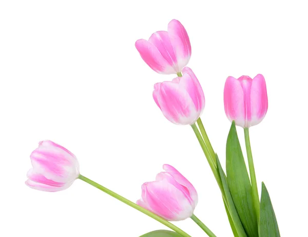 Beautiful tulips in bucket isolated on white — Stock Photo, Image