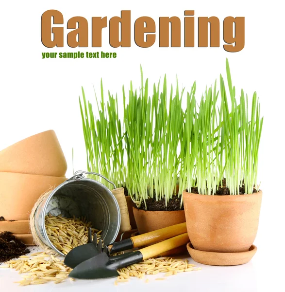Hierba verde en macetas y herramientas de jardinería, aislada en blanco —  Fotos de Stock