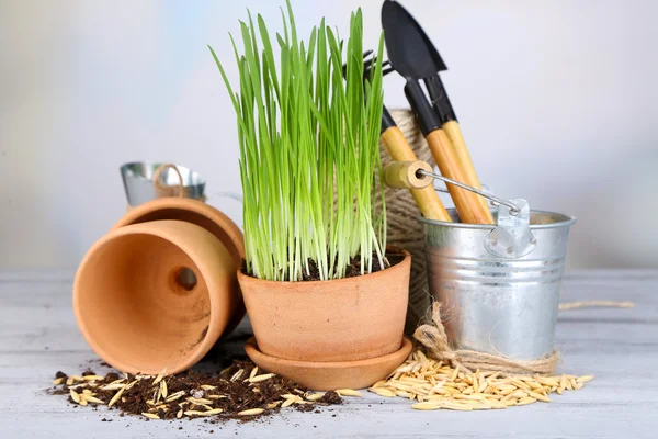 Grönt gräs i krukor och trädgårdsskötsel verktyg, på träbord — Stockfoto