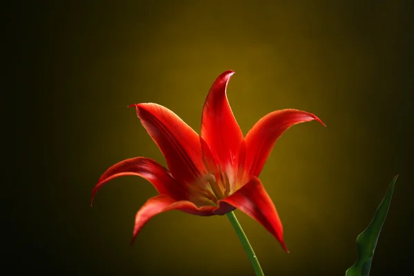 Linda tulipa vermelha no fundo escuro — Fotografia de Stock