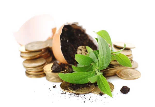 Monedas y plantas en cáscara de huevo aisladas sobre blanco —  Fotos de Stock