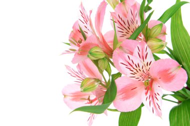 alstroemeria çiçekler üzerinde beyaz izole