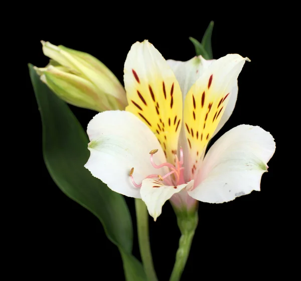 Flores de Alstroemeria isoladas em preto — Fotografia de Stock