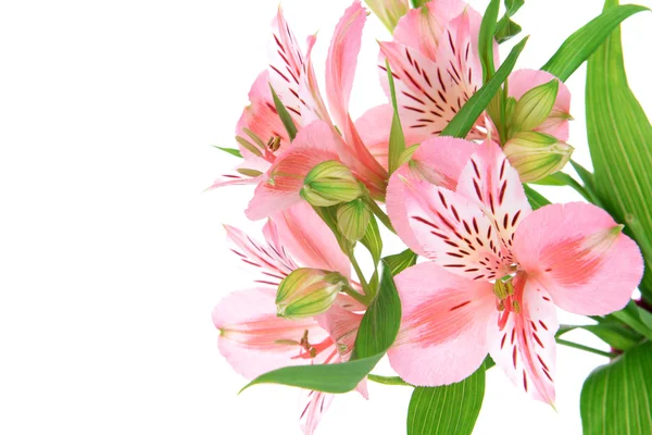 Alstroemeria flores aisladas en blanco — Foto de Stock