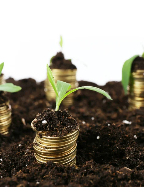 Концепция бизнеса: золотые монеты в почве с молодыми растениями, изолированные на белом — стоковое фото