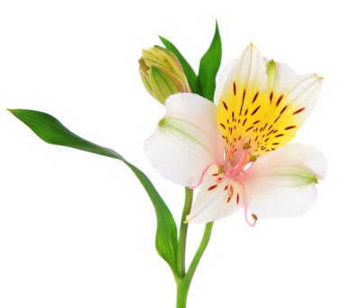 alstroemeria çiçekler üzerinde beyaz izole
