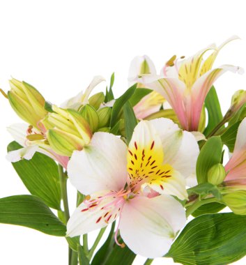 alstroemeria çiçekler üzerinde beyaz izole