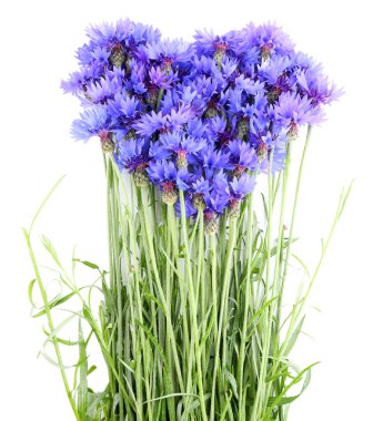 Peygamber üzerine beyaz izole