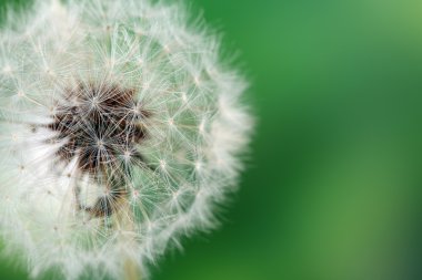 Yeşil arka planda karahindiba