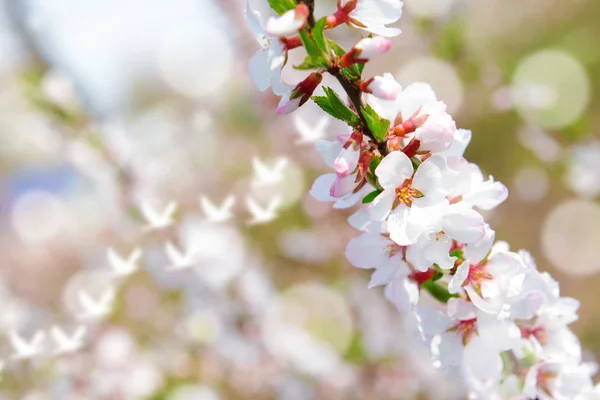 Flor de fruta, al aire libre — Foto de Stock