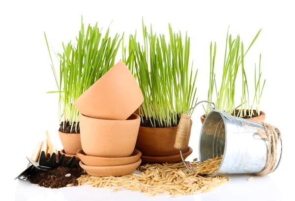 Hierba verde en macetas y herramientas de jardinería, aislada en blanco —  Fotos de Stock