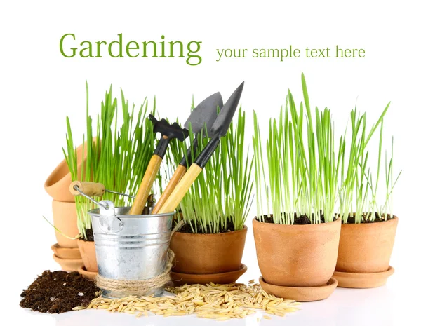 Grass in flowerpots and gardening tools — Stock Photo, Image