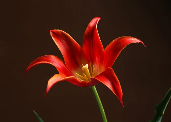 Hermoso tulipán rojo sobre fondo oscuro —  Fotos de Stock