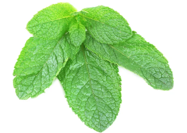 Mint isolated on white — Stock Photo, Image