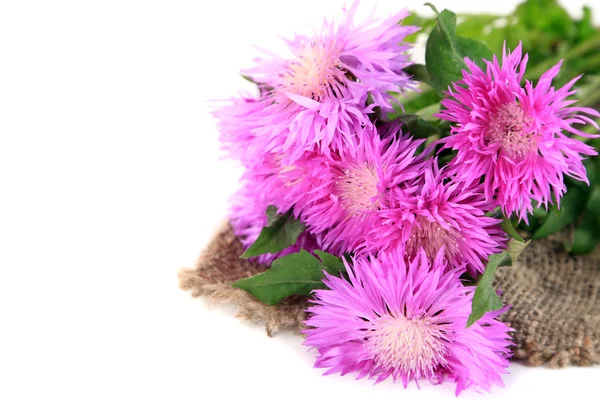 Cornflowers on sackcloth isolated on white — Stock Photo, Image