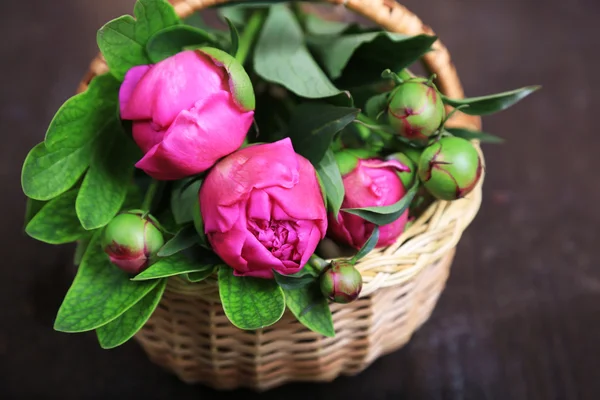 Beautiful peonies — Stock Photo, Image