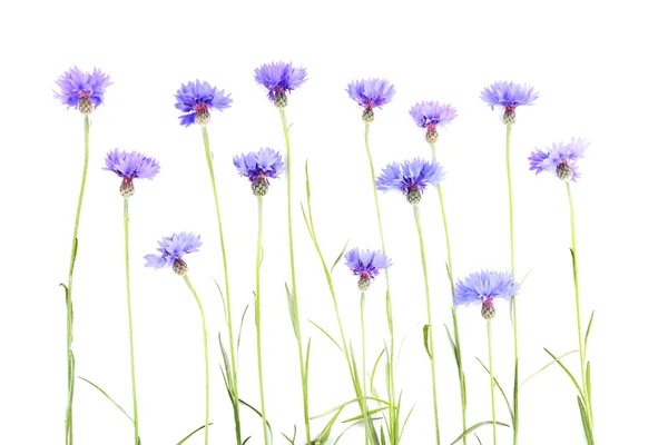 Cornflowers aislado en blanco — Foto de Stock