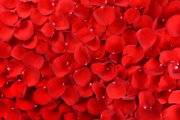 Petals of red roses — Stock Photo, Image